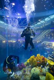 Image du Maroc Professionnelle de  Des hommes grenouilles s’activent au nettoyage du récif de corail de l’Aquadream, un aquarium massif de 1.000.000 L, conçu et construit par International Concept Management (ICM). Les visiteurs ont la possibilité de faire de la plongée sous-marine à l'intérieur de l'aquarium pour cela ils seront  accompagné par un instructeur professionnel, pour d’autre la possibilité de faire un tour à travers le centre pour découvrir environ 40 espèces différentes de poissons.  Située sur le Boulevard de la Corniche Boulevard de L'Océan Ain Diab, à Casablanca, Vendredi 16 Décembre 2011. (Photo / Abdeljalil Bounhar)